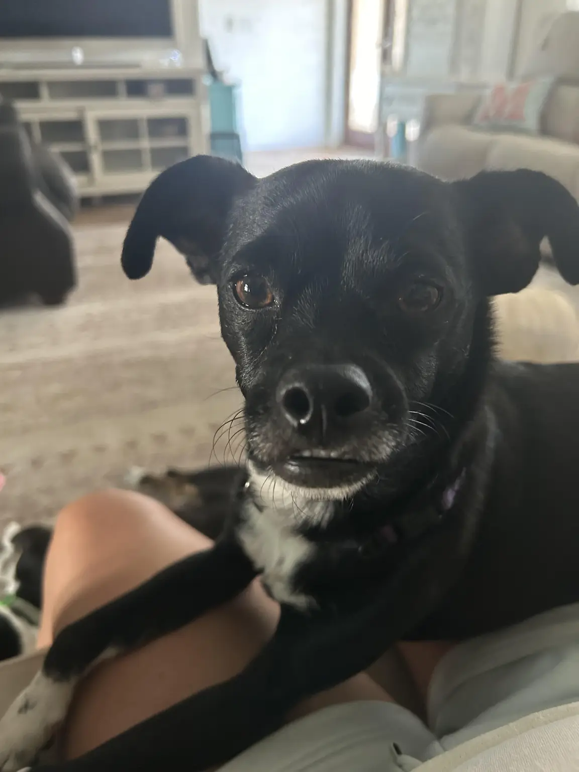 Sox the Chihuahua